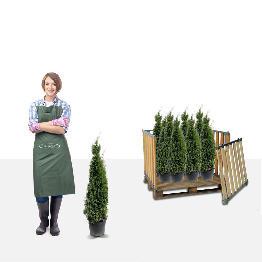 Stor pakke - 70st Tuja Smaragd 90+ cm - Gratis frakt